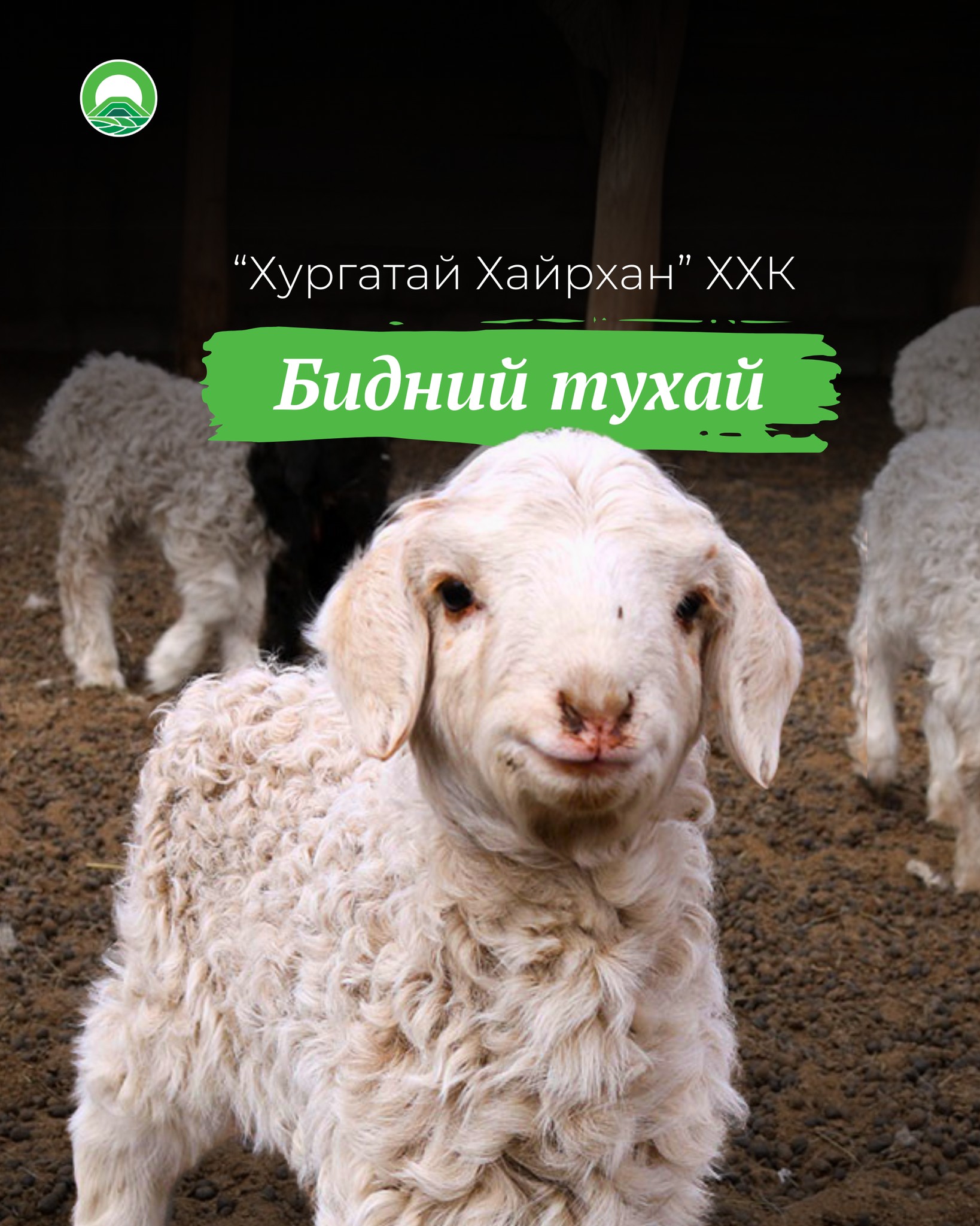 Бидний тухай🐑⛰